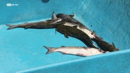 Imagem de Por Amor  Tradio