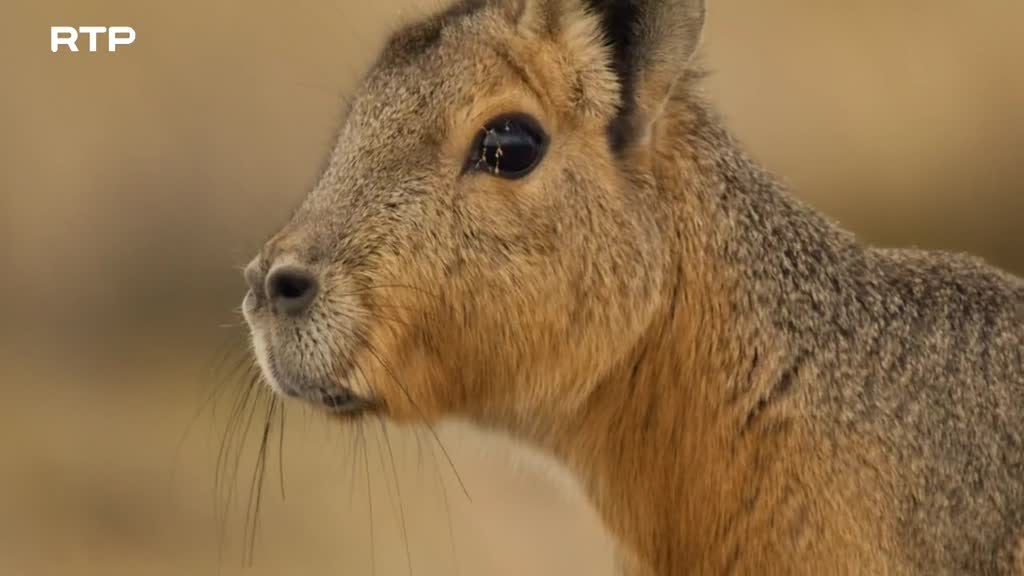 Imagem de Argentina Selvagem - A Terra dos Sobreviventes