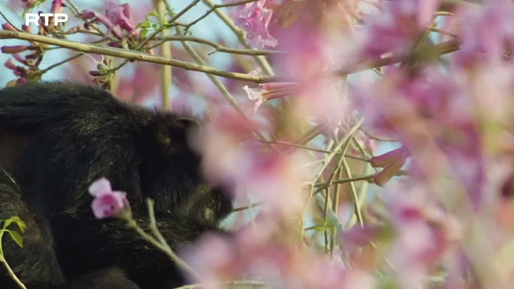 Imagem de Argentina Selvagem - Terra de Água
