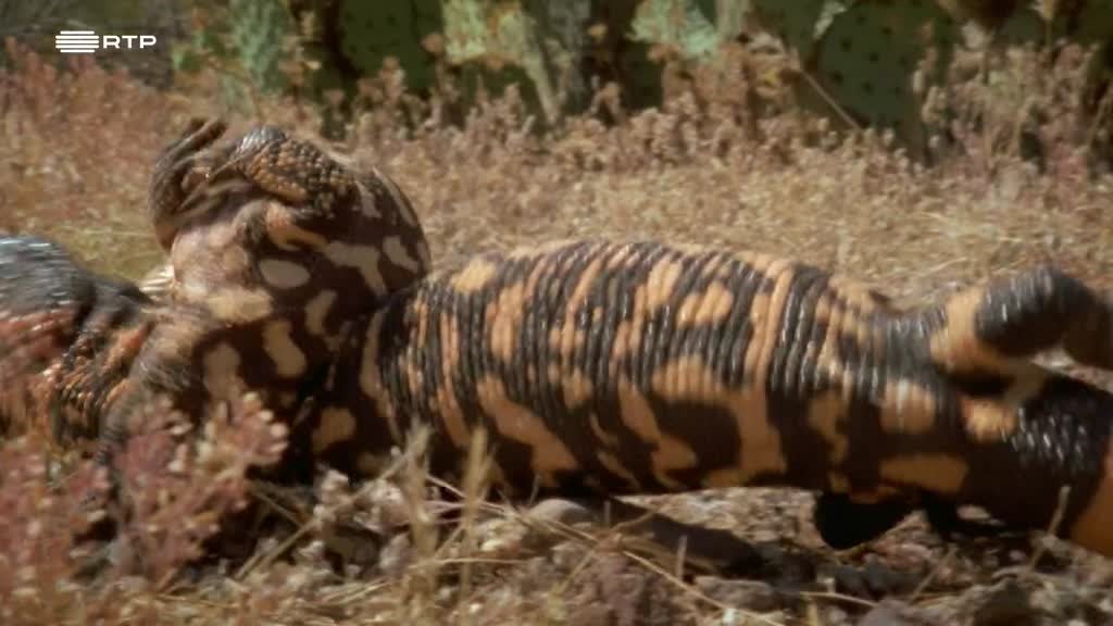 Imagem de Letais por Natureza - Presas e Garras