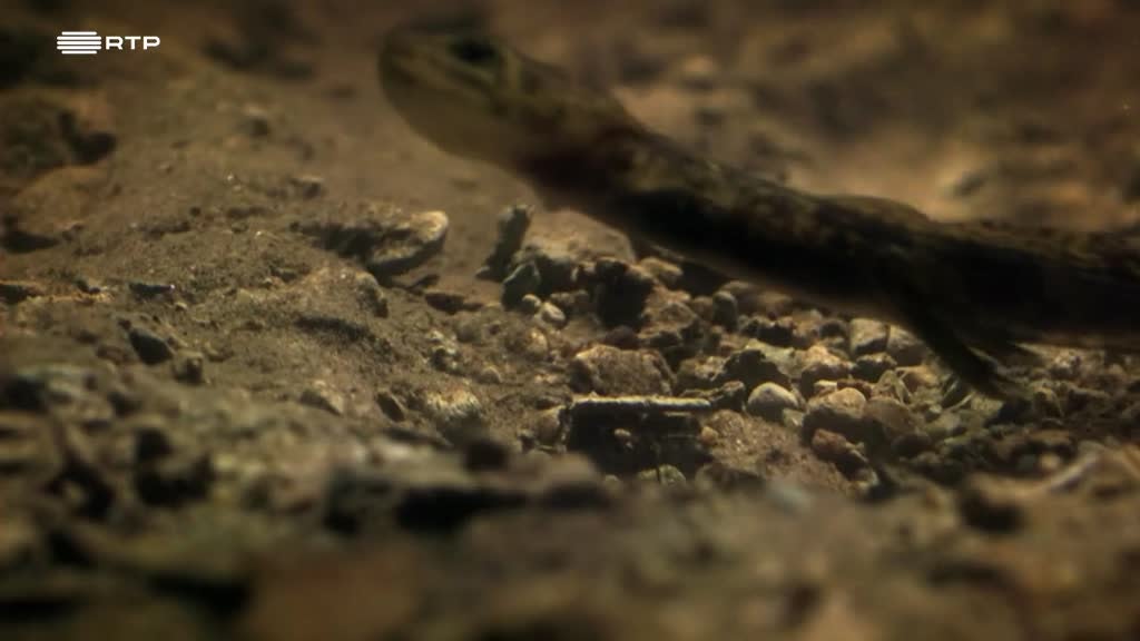 Imagem de Letais por Natureza - Super Poderes Secretos