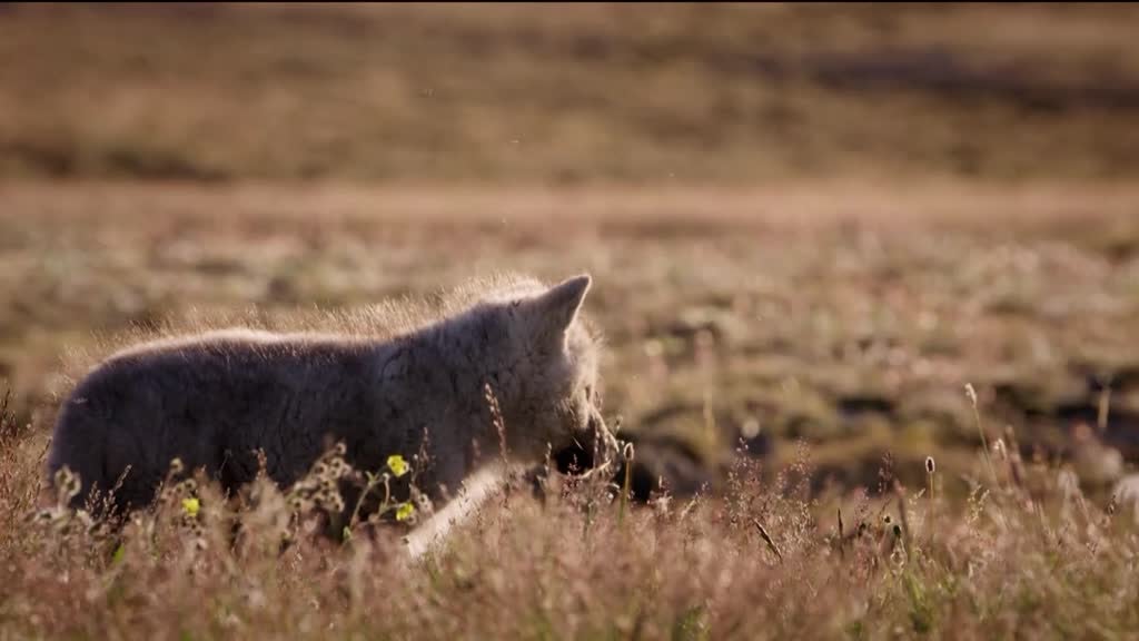 Imagem de Letais por Natureza - Predadores de Emboscada