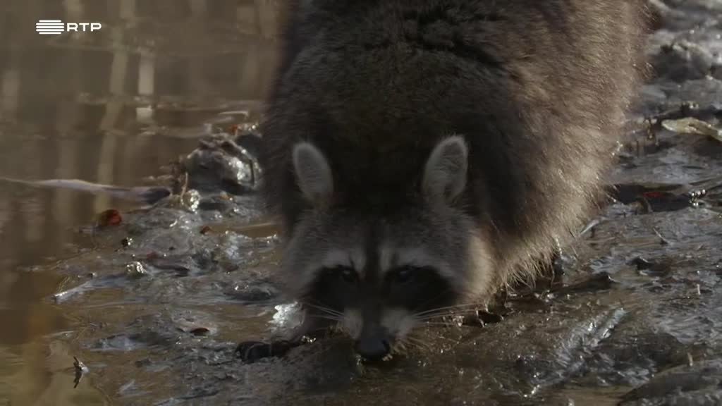 Imagem de Bandidos Mascarados