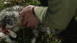 Imagem de Veterinrio de Provncia