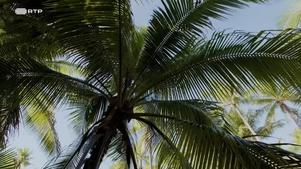 Imagem de O Oásis de Coral das Ilhas Tuamotu