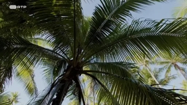 Imagem de O Osis de Coral das Ilhas Tuamotu