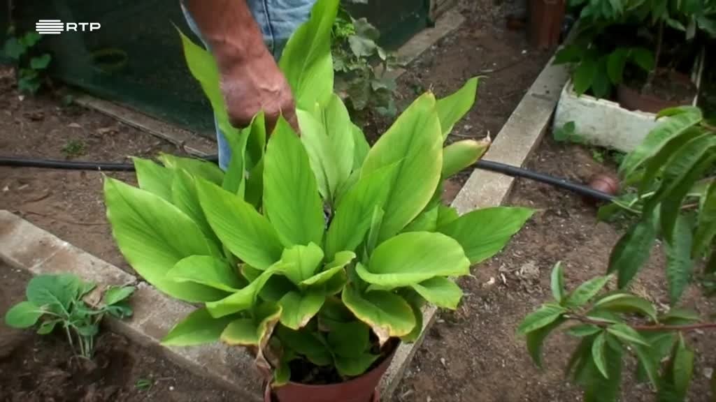 Imagem de Se o Mar Deixar