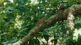 Imagem de Madagscar o Grande Carnaval dos Camalees