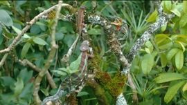 Imagem de Madag�scar o Grande Carnaval dos Camale�es