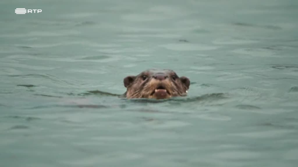 Imagem de O Meu Diário das Lontras