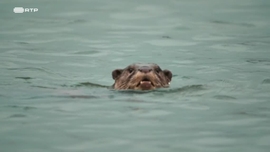 Imagem de O Meu Dirio das Lontras