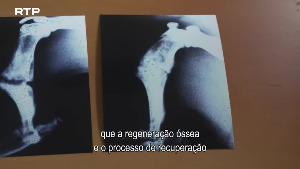 Imagem de Questões de Saúde - Ondas que Curam - O Surpreendente Poder Regenerativo da Terapia por Ondas de Choque