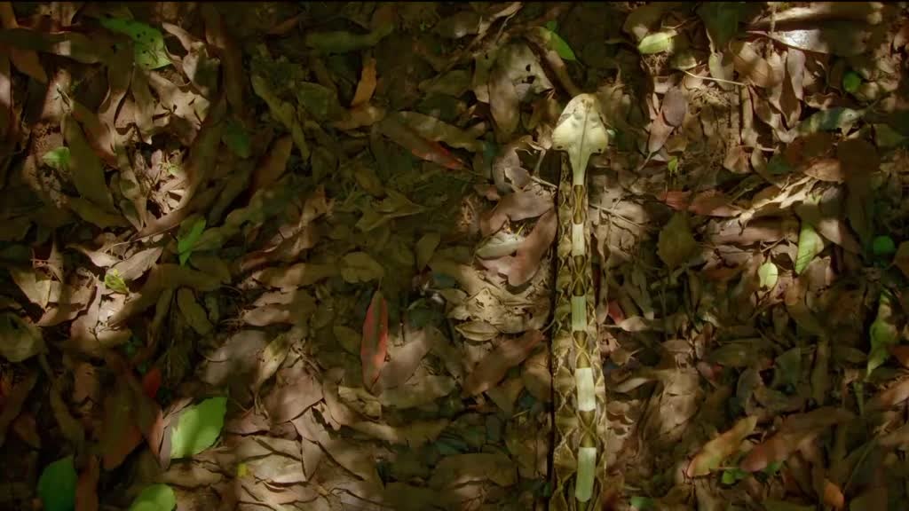 Imagem de Contagem Decrescente para Caçar