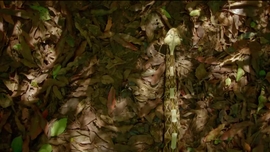 Imagem de Contagem Decrescente para Caar