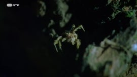 Imagem de Contagem Decrescente para Caar