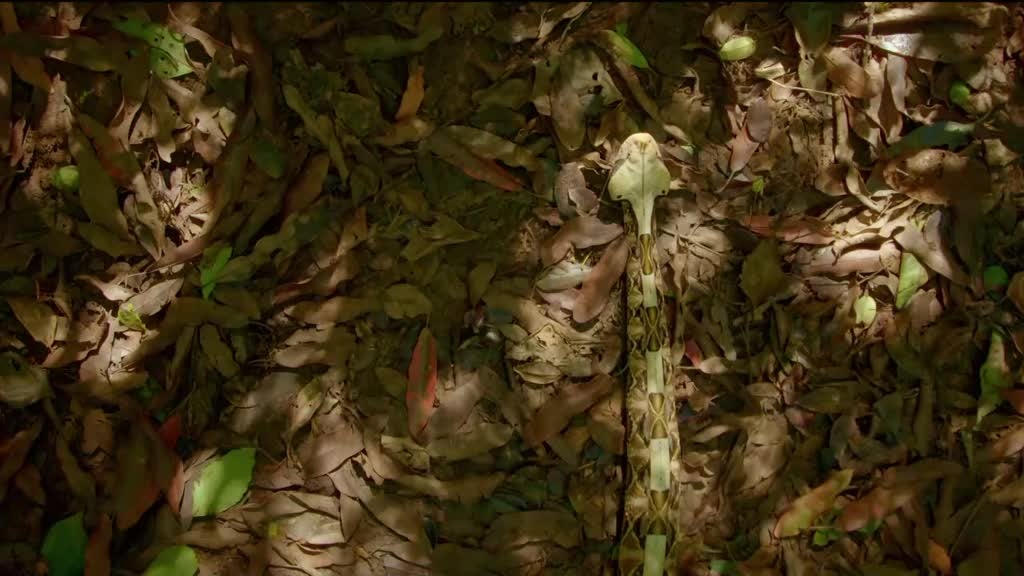 Imagem de Contagem Decrescente para Caçar