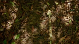 Imagem de Contagem Decrescente para Caar