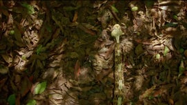 Imagem de Contagem Decrescente para Caar