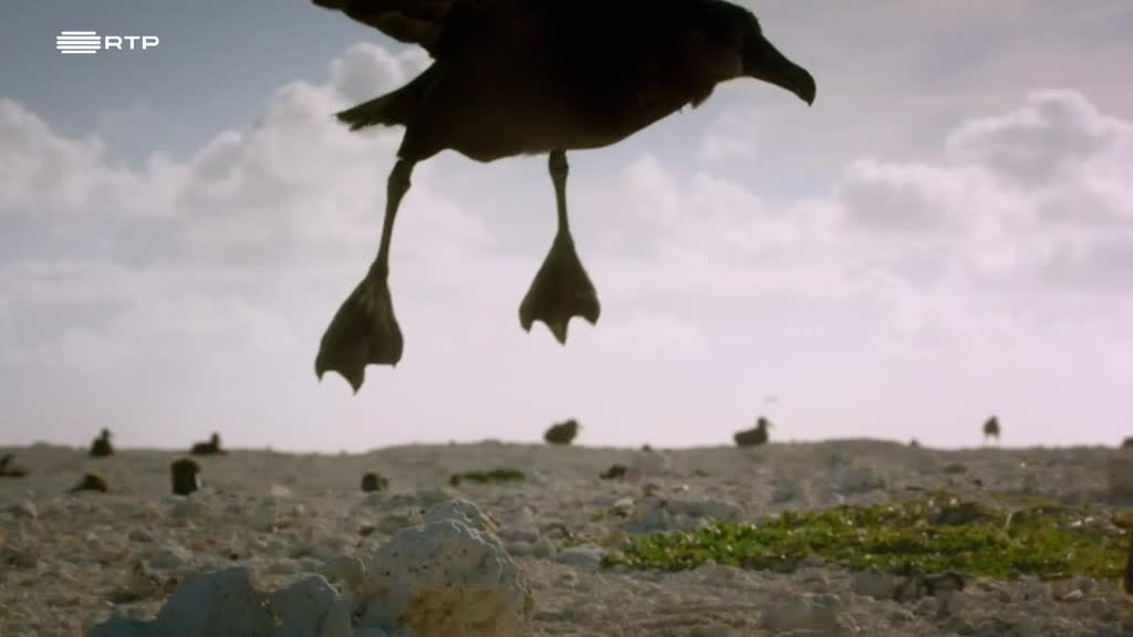 Imagem de Contagem Decrescente para Caçar