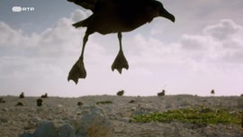 Imagem de Contagem Decrescente para Caar