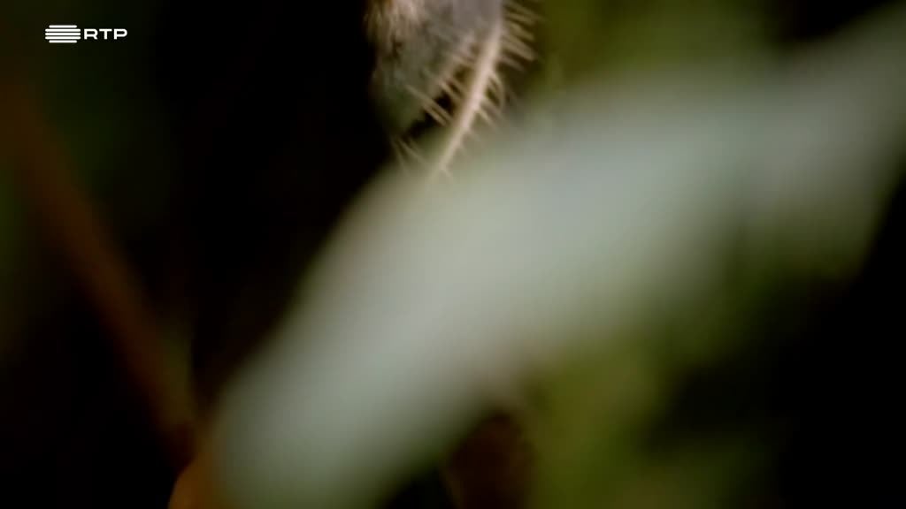 Imagem de Contagem Decrescente para Caçar