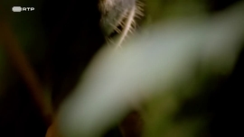 Imagem de Contagem Decrescente para Caar