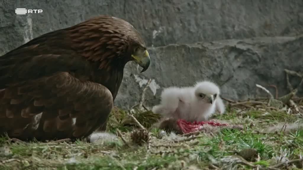 Imagem de A Águia-Real - O Apelo da Natureza - Crescer