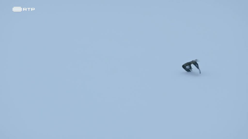 Imagem de A Águia-Real - O Apelo da Natureza - A Aventura