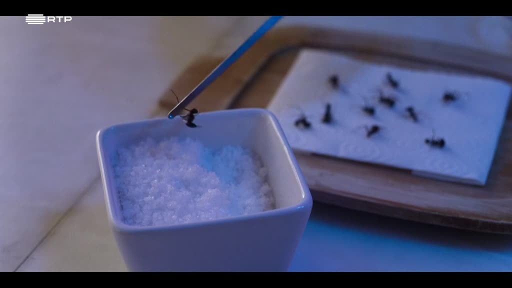 Imagem de A Bela América