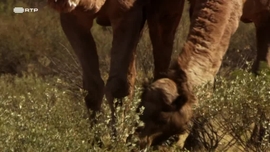 Imagem de Sensualidade Bestial: Necessidade de Procriar