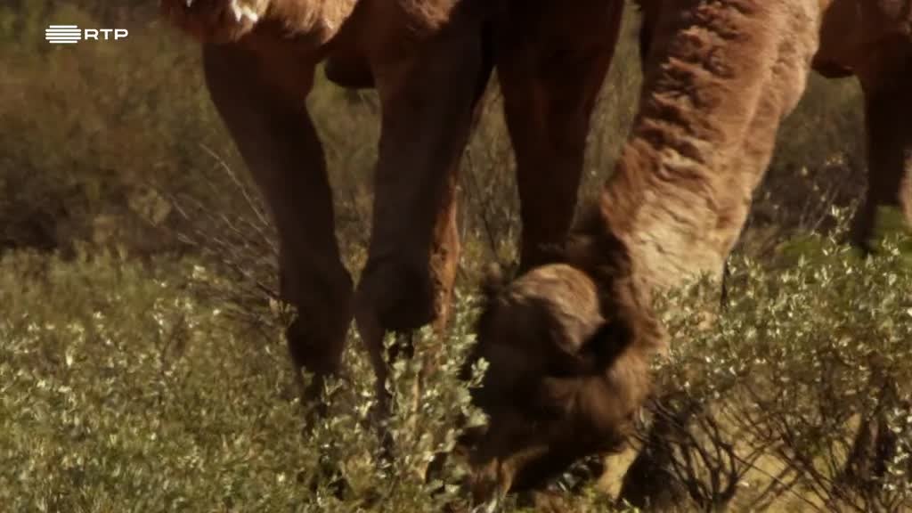 Imagem de Sensualidade Bestial: Necessidade de Pro