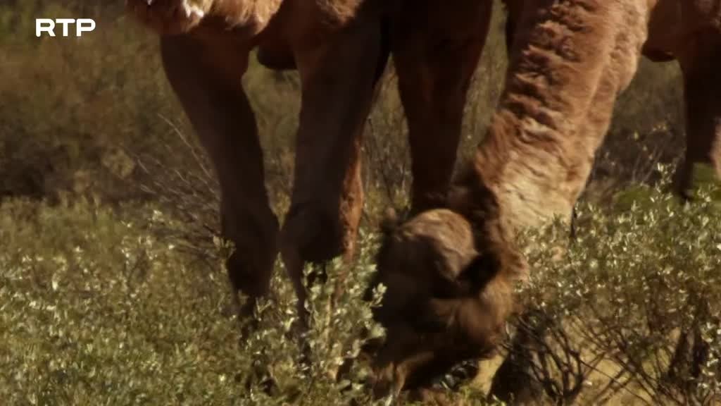 Imagem de Sensualidade Bestial: Necessidade de Pro