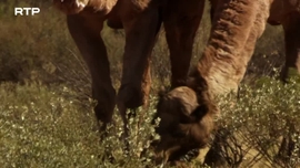 Imagem de Sensualidade Bestial: Necessidade de Procriar