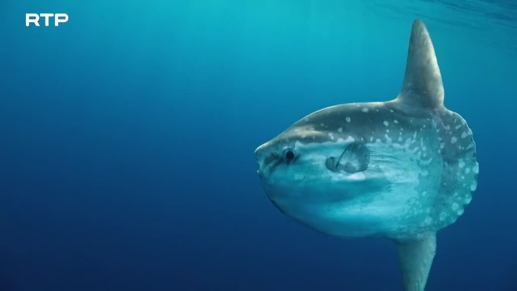 Imagem de Pelagos: Uma Viagem ao Largo do Mediterr