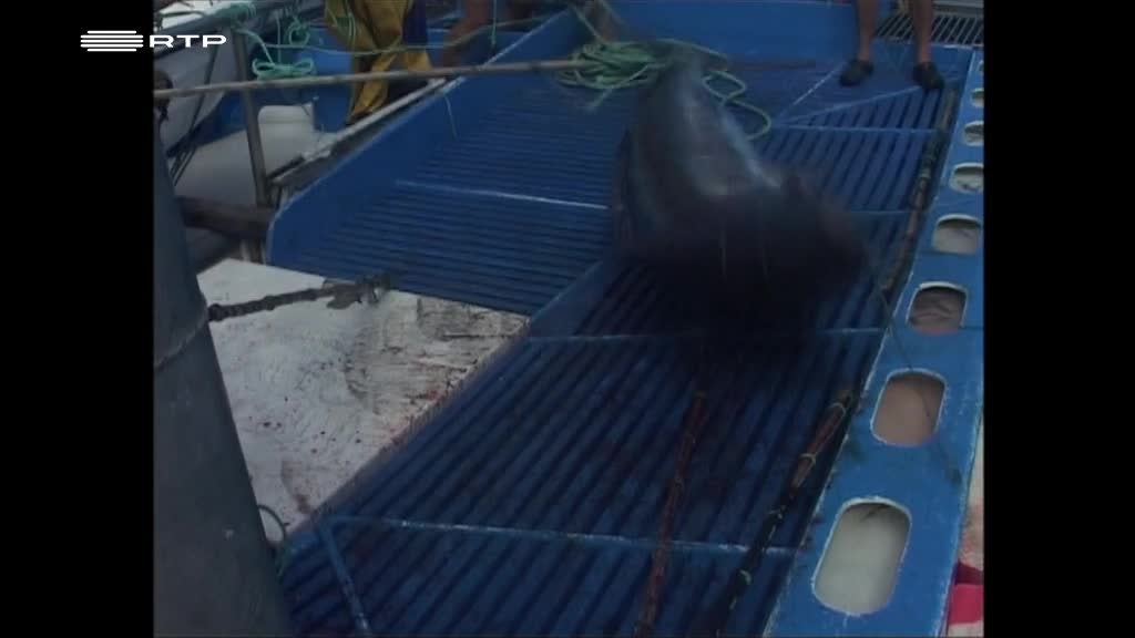 Imagem de Pesca nos Açores