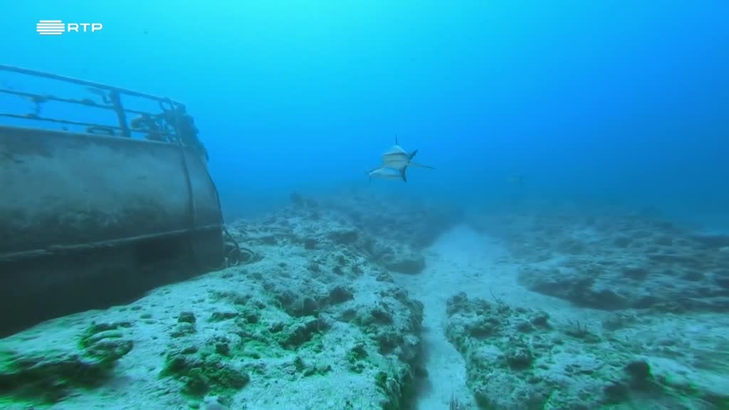 Imagem de Tubarões: Máquinas Assassinas