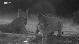 Imagem de Lince-ib�rico