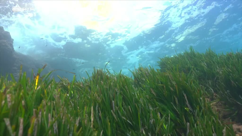 Imagem de Mediterrâneo Selvagem - Macaco-de-gibraltar