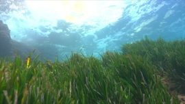 Imagem de Macaco-de-gibraltar