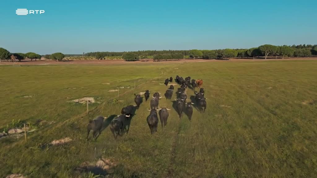 Imagem de Alguém Tem de o Fazer - Campino & Comissário de Bordo