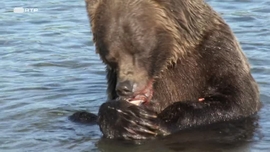 Imagem de O Ano do Urso