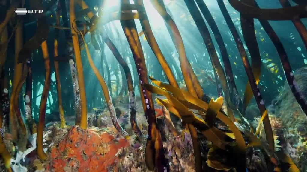 Imagem de Seres da Cidade