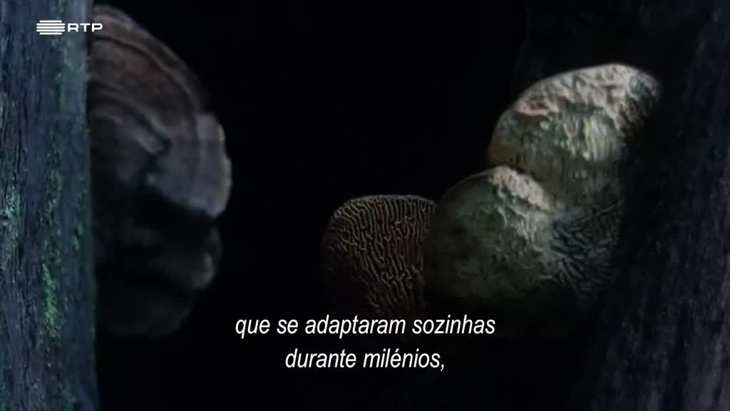 Imagem de Seres da Cidade