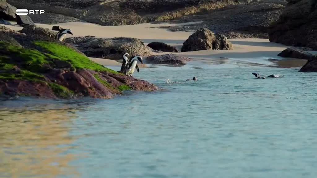 Imagem de Seres da Cidade