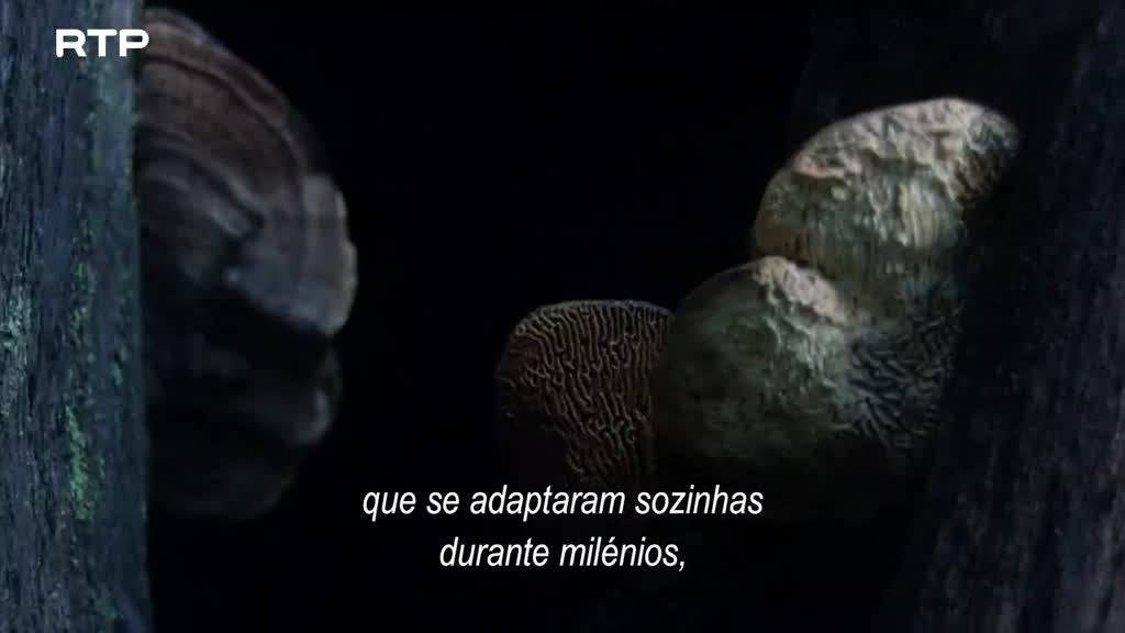 Imagem de Seres da Cidade