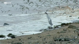 Imagem de Mudan�as no Oceano: Biodiversidade no Golfo do Maine