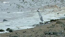 Imagem de Mudan�as no Oceano: Biodiversidade no Golfo do Maine