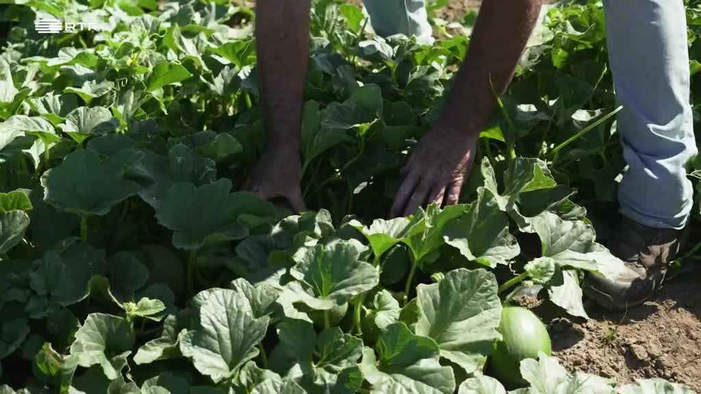 Imagem de Entre o Mar e a Terra - A Ilha é Graciosa, As Gentes são Puras e a Virgem é da Guadalupe