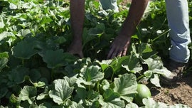 Imagem de A Ilha � Graciosa, As Gentes s�o Puras e a Virgem � da Guadalupe