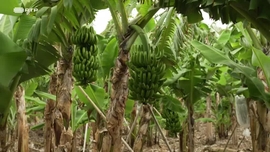 Imagem de Ilha da Alegria, Terra Biol�gica